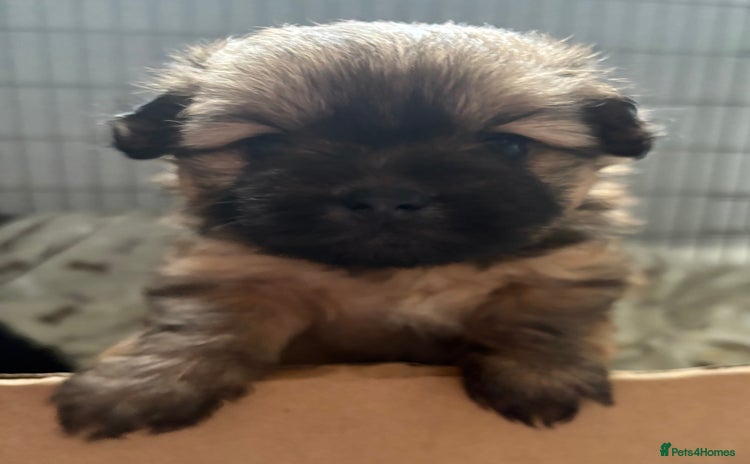 Mixed Breed dogs - Advert 6