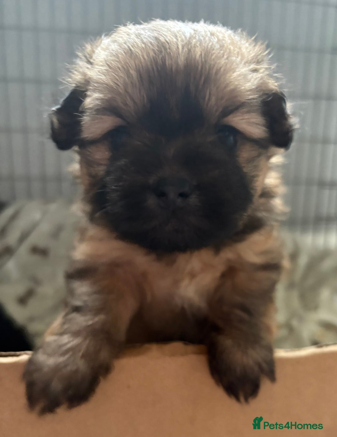 Mixed Breed dogs for sale: Stunning Rare Shihpoo Poms  - Image 1