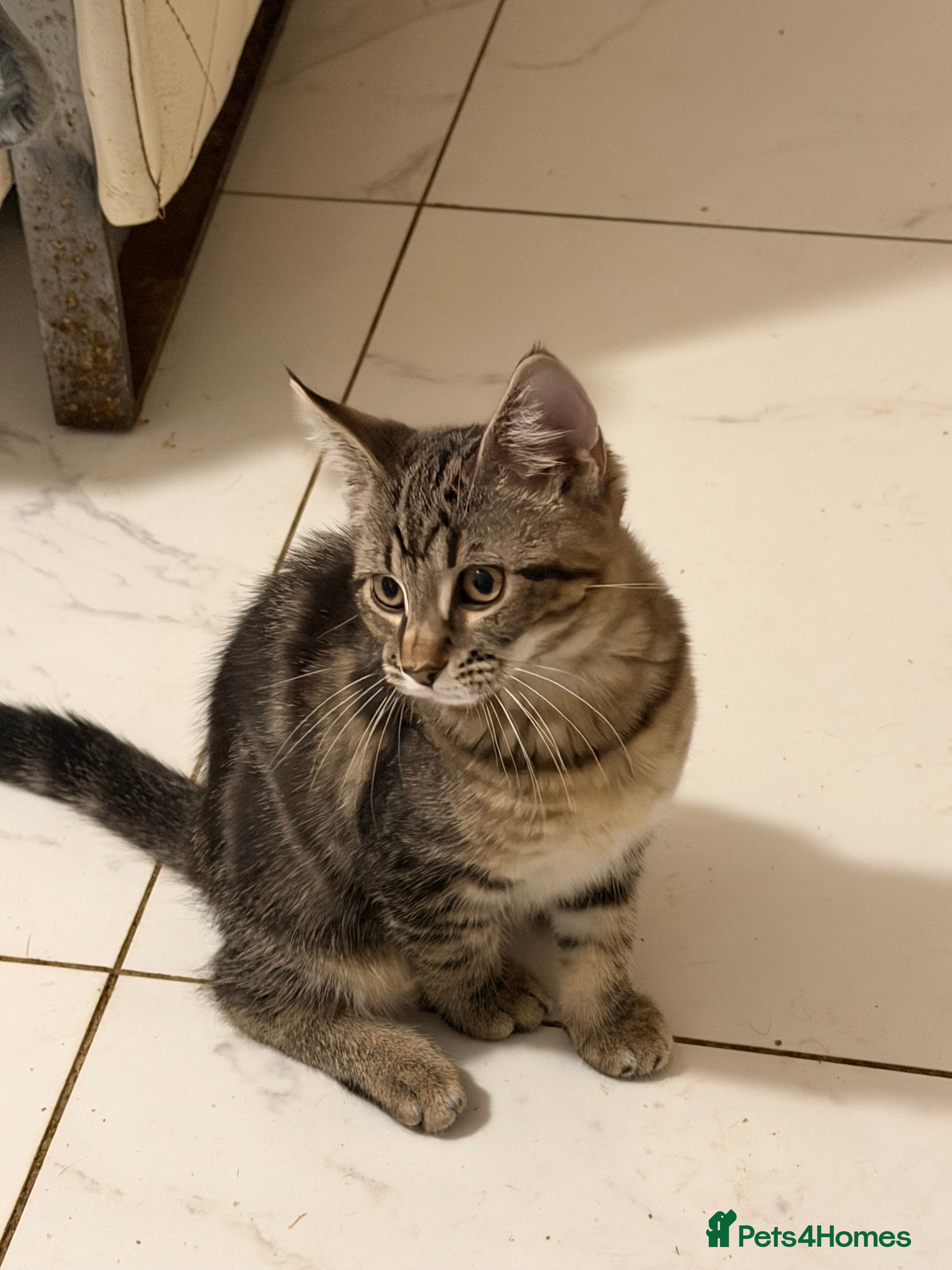 Mixed Breed cats Beautiful Tabby & Blue Kittens – Family Raised - Advert 1