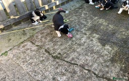 Border Collie dogs for sale: Border Collie puppies  - Image 21