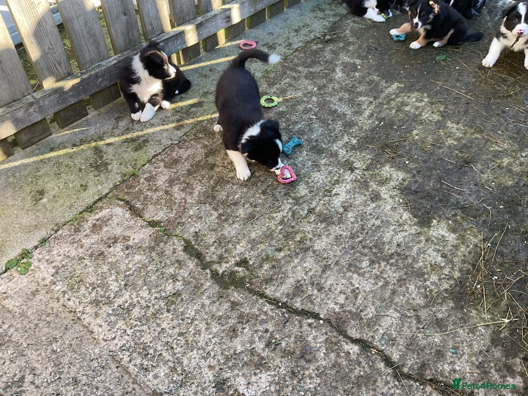 Border Collie dogs for sale: Border Collie puppies  - Image 21