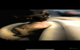 Sphynx cats for sale: 13 month old male elf sphynx  - Advert 5