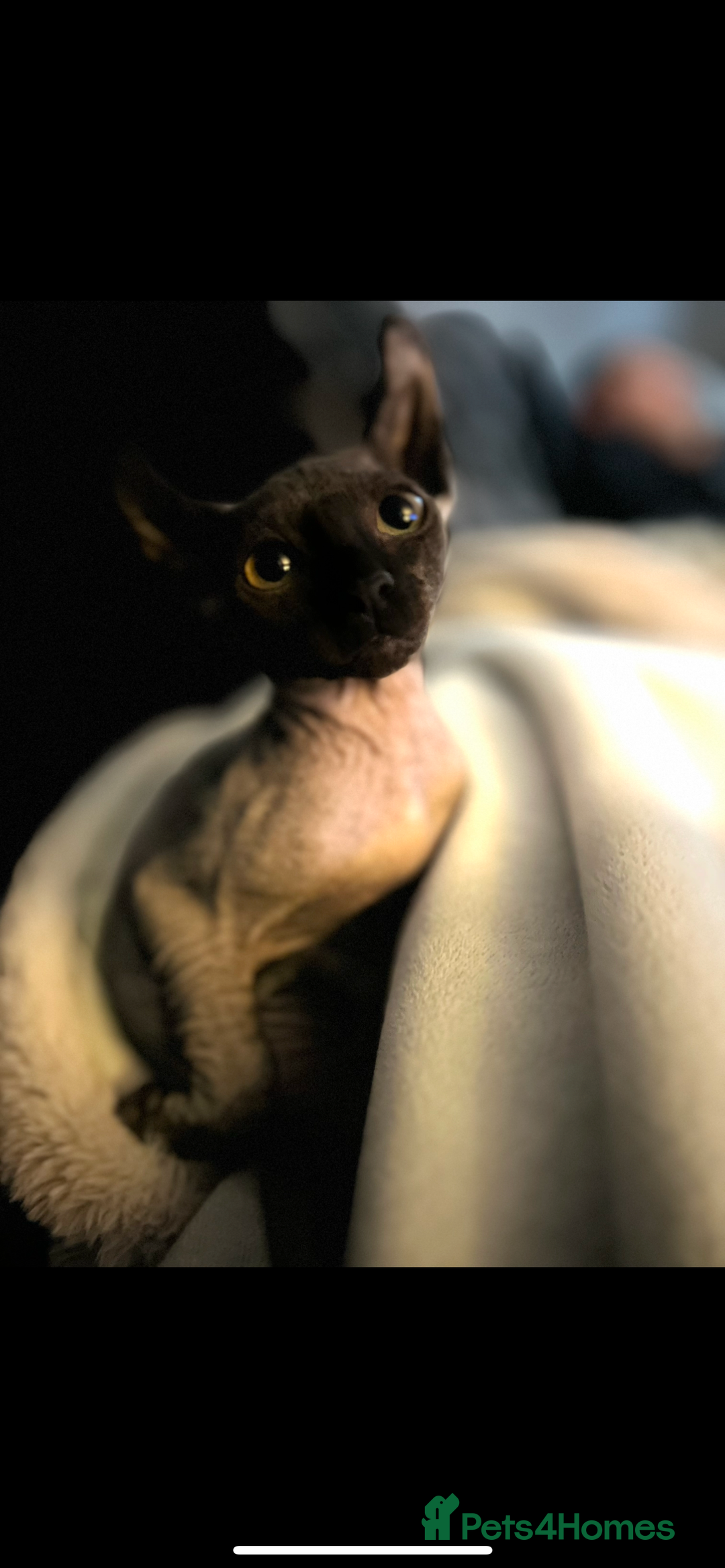 Sphynx cats for sale: 13 month old male elf sphynx  - Advert 5