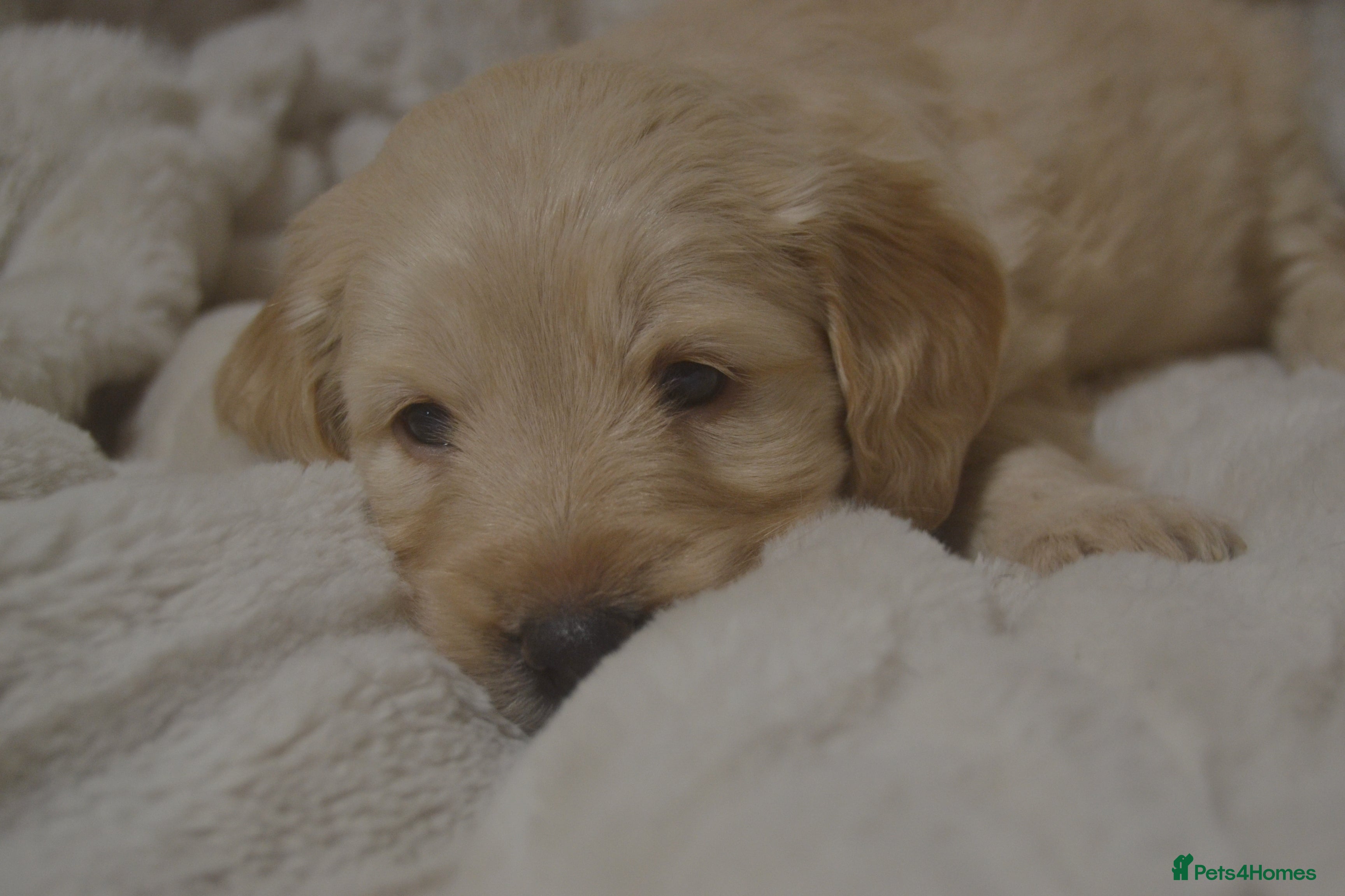 Mixed Breed dogs Miniature Mountain Australian Bernedoodles  - Advert 1