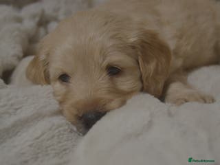 Mixed Breed dogs Miniature Mountain Australian Bernedoodles - Advert 15