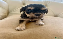 Cockapoo dogs for sale: 4⭐️Licensed Breeder Cockapoo Puppies - Image 20