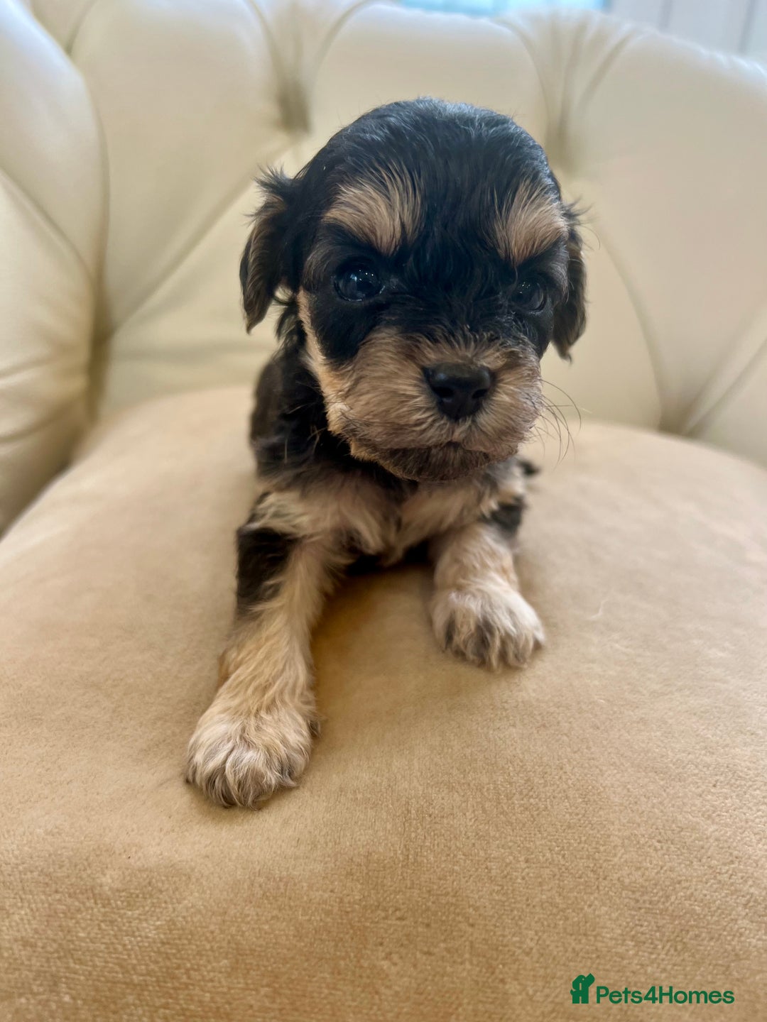 Cockapoo dogs for sale: 4⭐️Licensed Breeder Cockapoo Puppies - Image 20