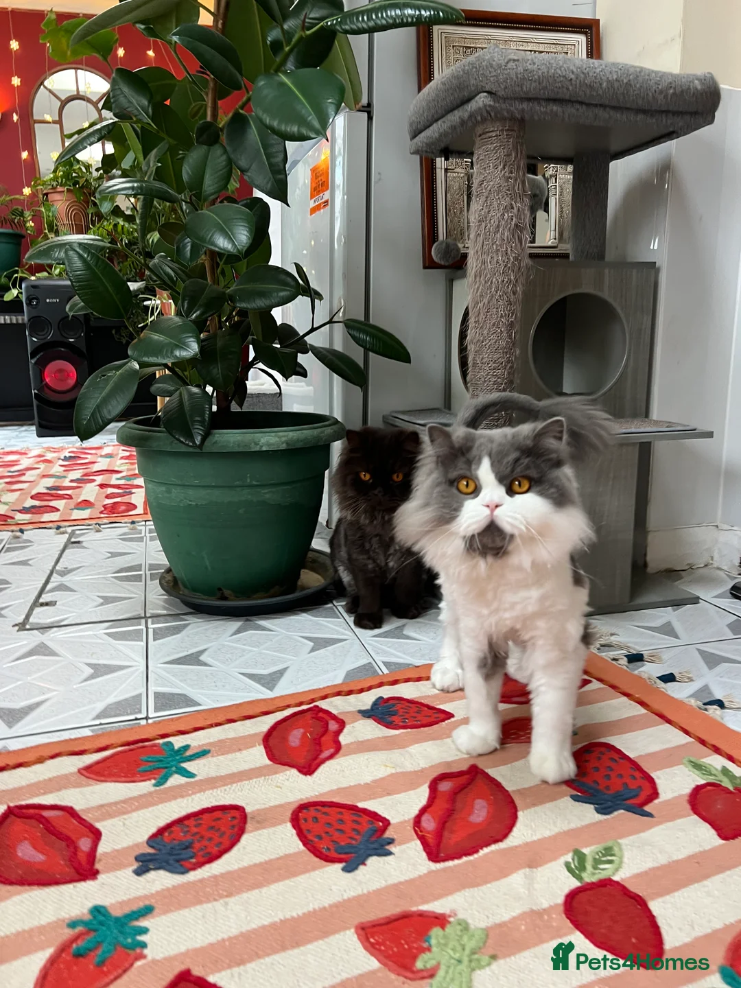 British Longhair cats for sale: The Cutest Playful Cats - Advert 2