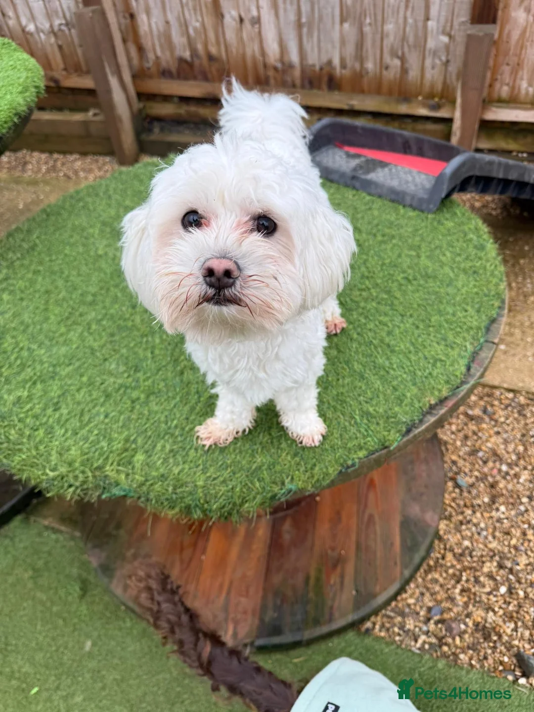 Bichon Frise dogs for sale: Two Mini Bichon Frise Ready for their New Home - Advert 25