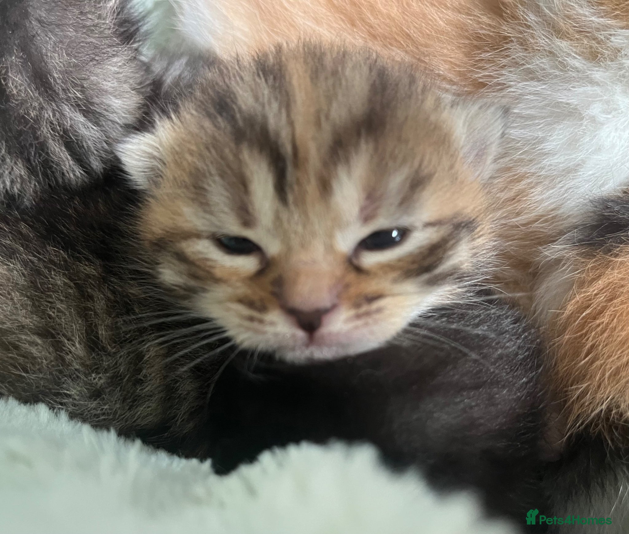 Mixed Breed cats 6 beautiful kittens available  - Advert 1