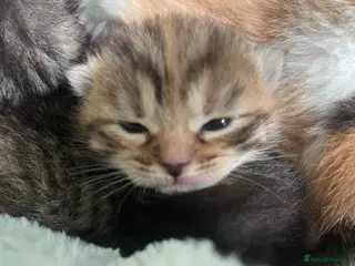 Mixed Breed cats 6 beautiful kittens available - Advert 1