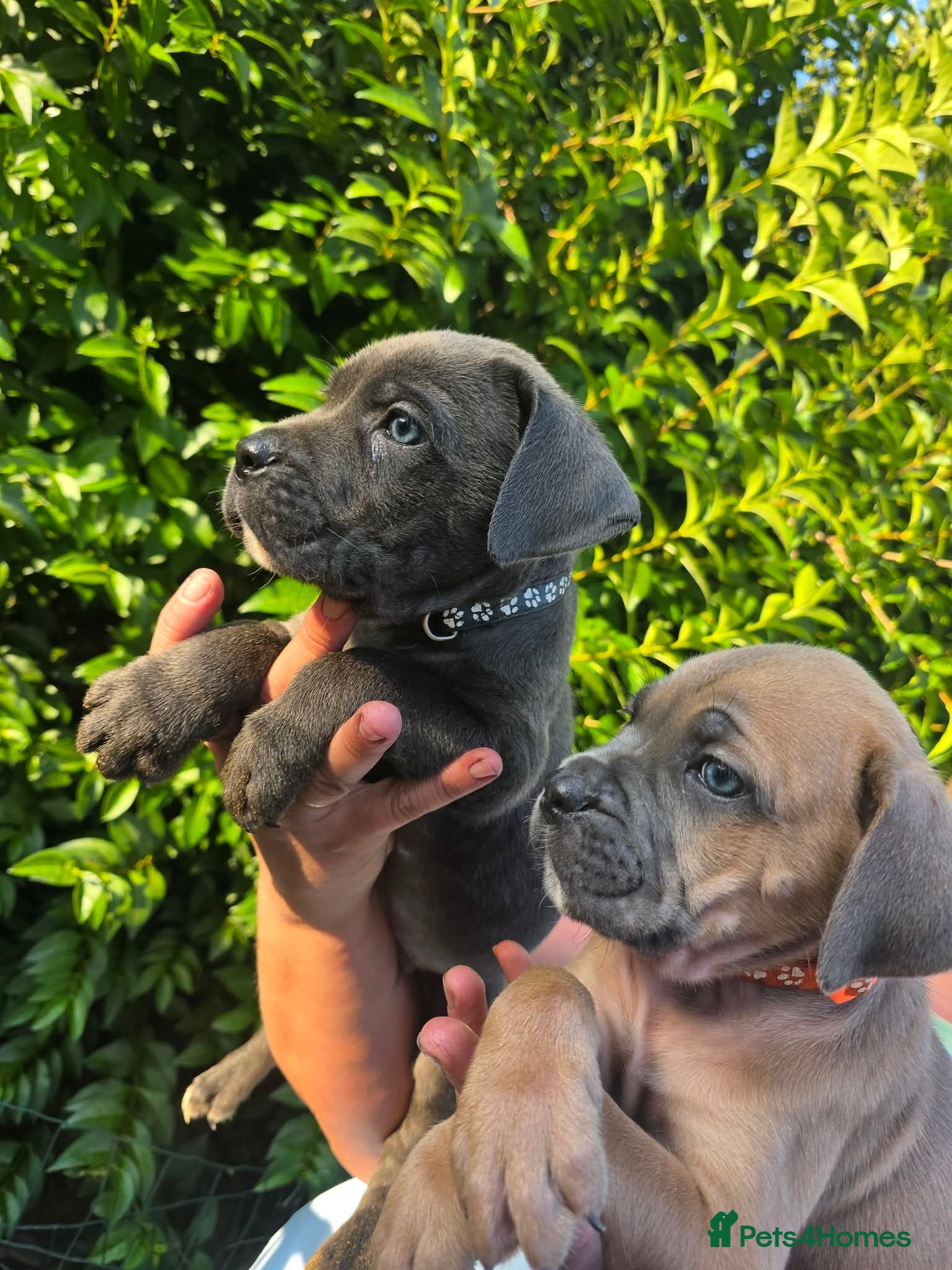 Cane Corso dogs Formentino, brindle, grey cane Corsos 👀🏡❤️ - Advert 1