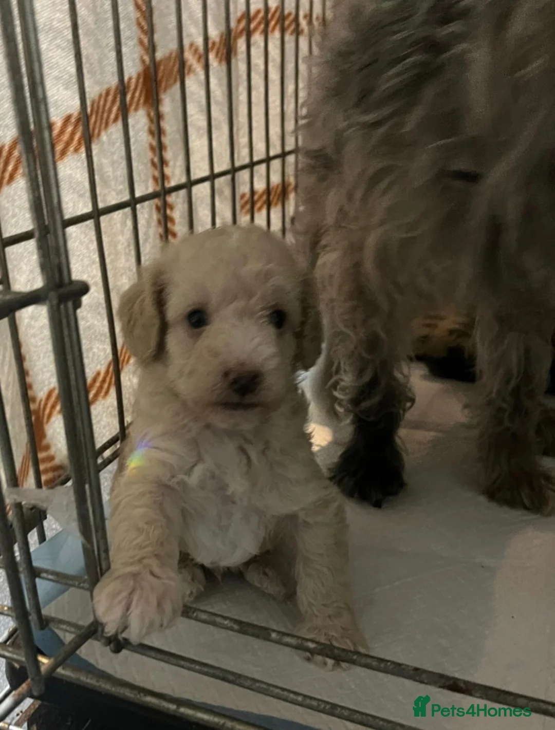 Poodle dogs for stud: HEALTH TESTED CHOCOLATE PHANTOM POODLE STUD in Todmorden - Advert 14