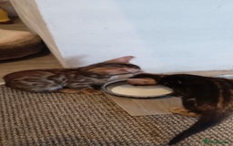 Bengal cats for sale: Pedigree Bengal Kittens - Image 16