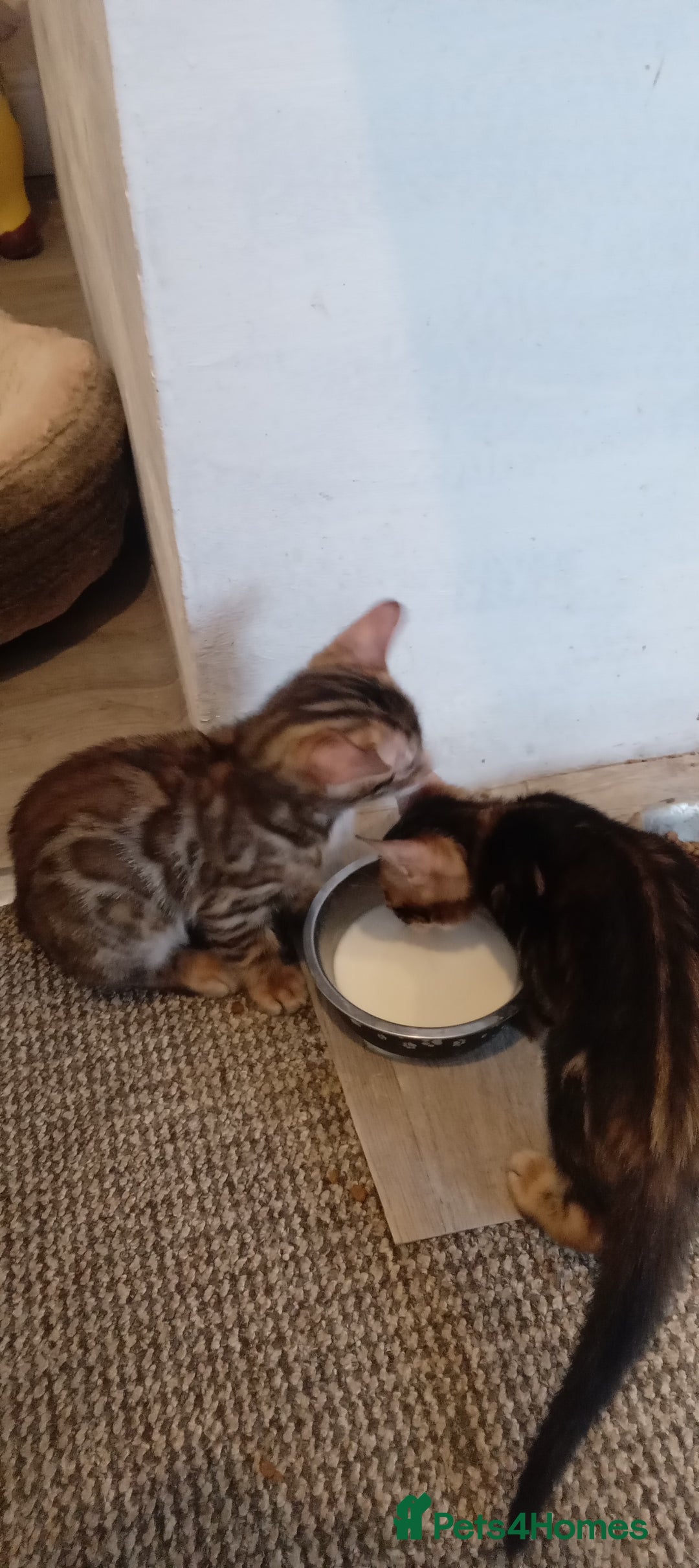 Bengal cats for sale: Pedigree Bengal Kittens - Image 16