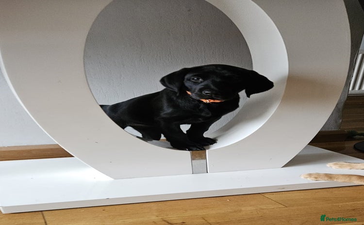 Labrador Retriever dogs - Advert 12