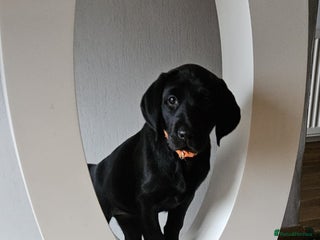 Labrador Retriever dogs - Advert 33