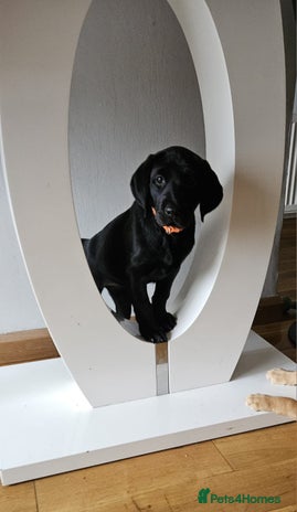 Labrador Retriever dogs - Advert 4