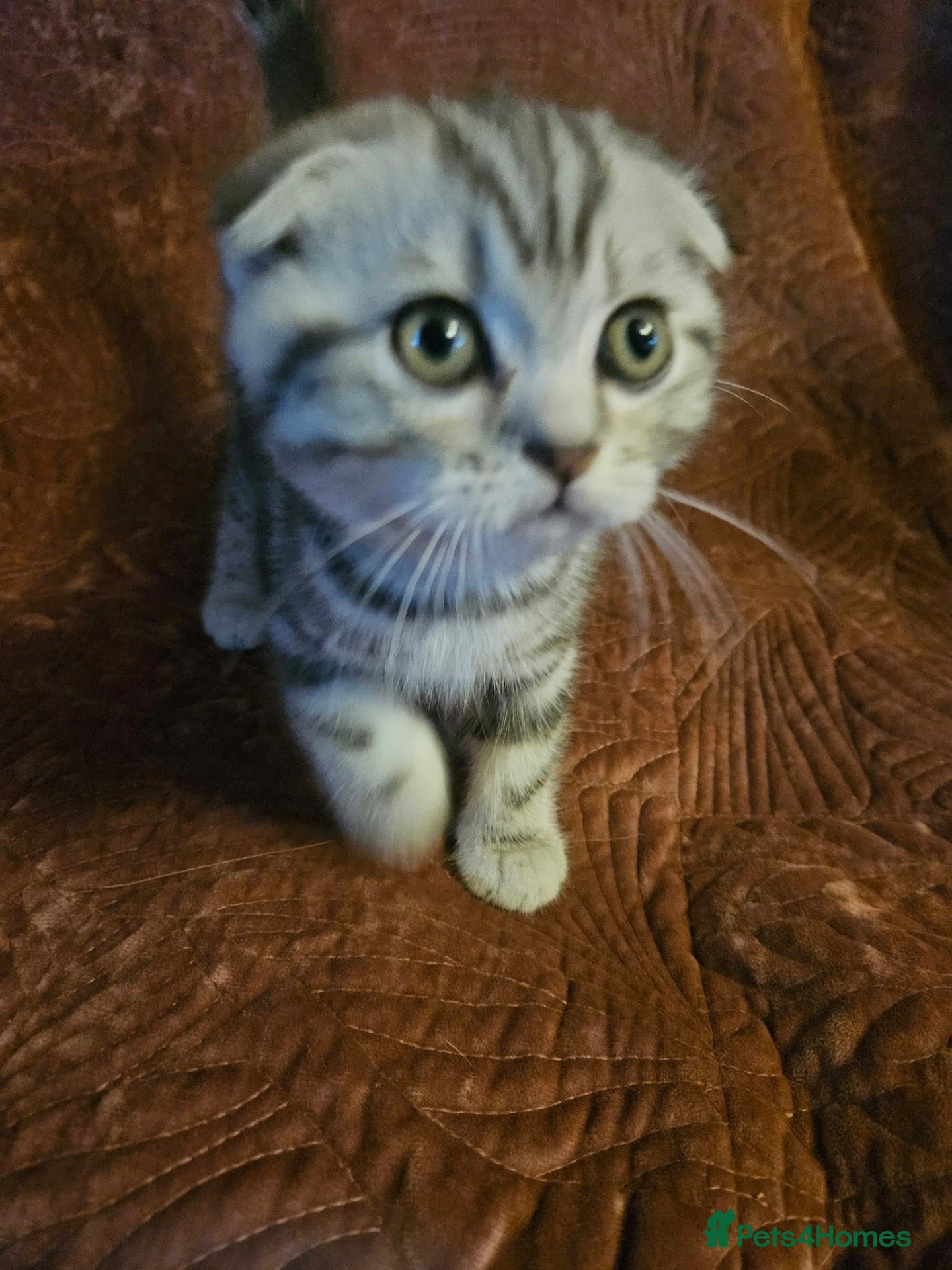 Mixed Breed cats BEAUTIFUL SCOTTISH FOLD X BRITISH SHORTHAIR - Advert 2