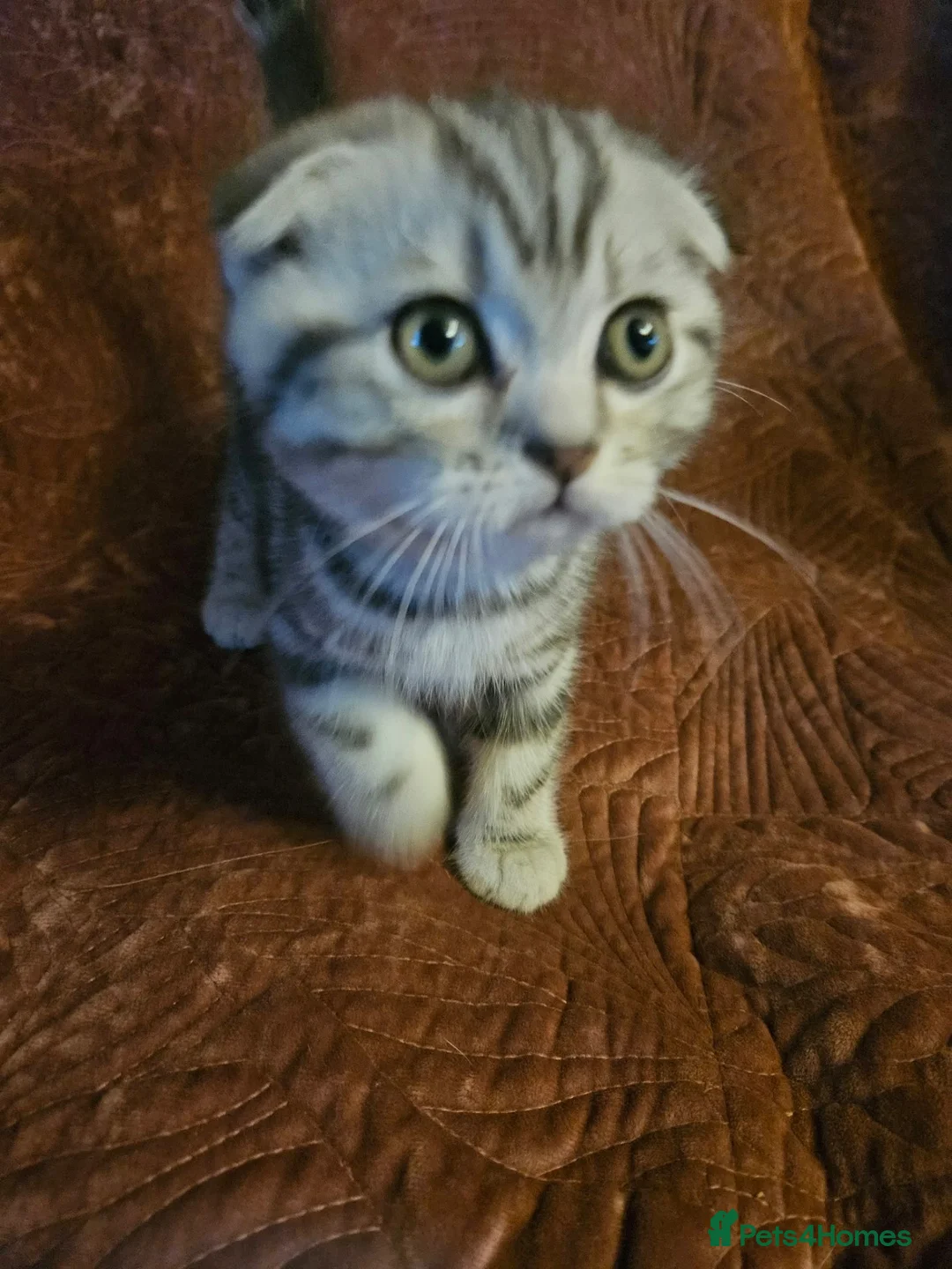 Mixed Breed cats for sale: BEAUTIFUL SCOTTISH FOLD X BRITISH SHORTHAIR - Advert 2