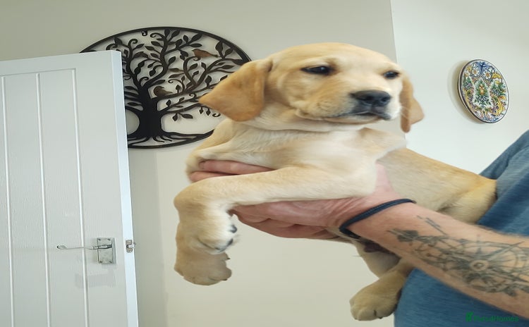 Labrador Retriever dogs - Advert 3