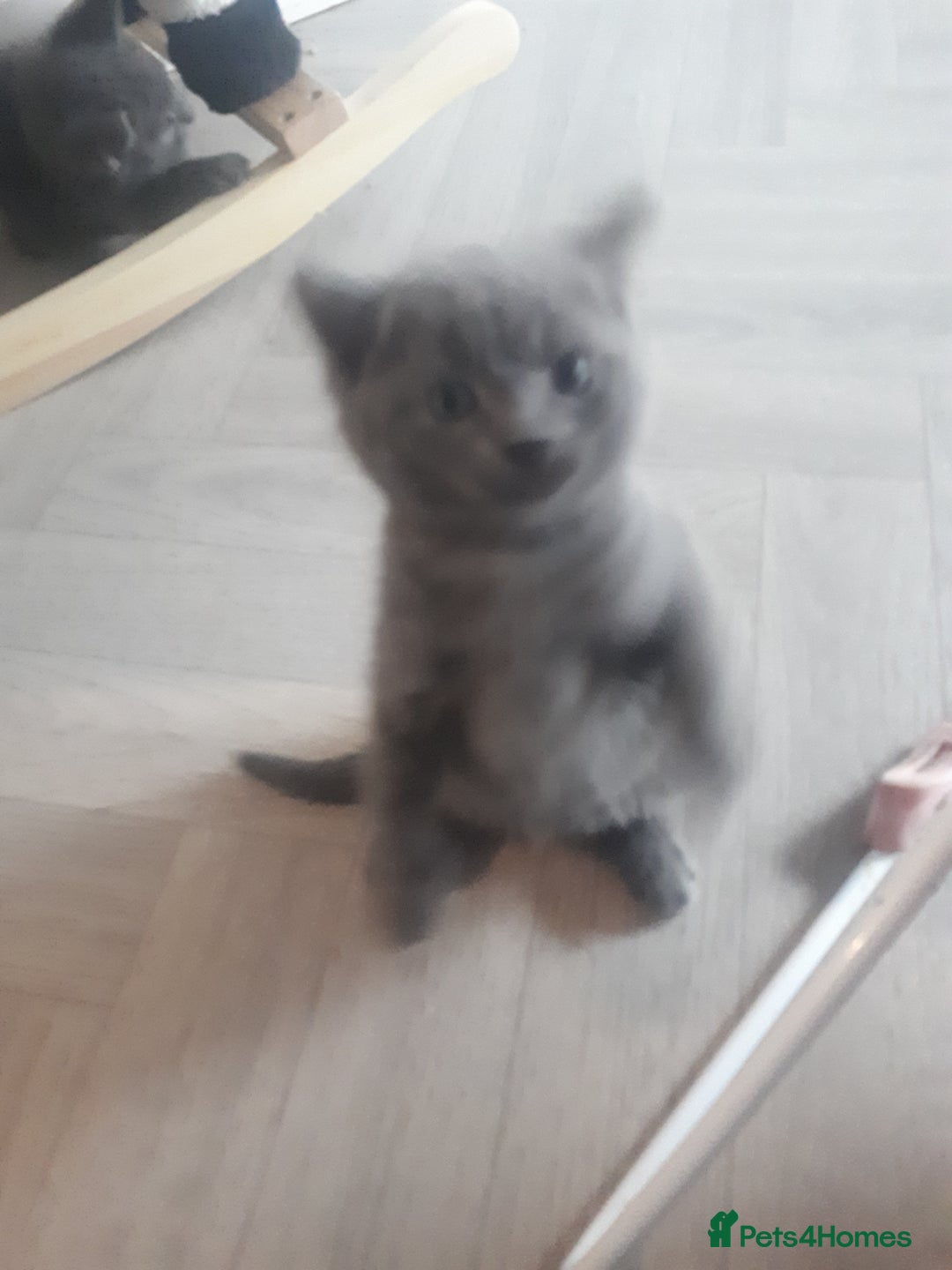 Bengal cats for sale: READY NOW 1 kitten left - Image 1