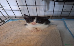 Mixed Breed cats for sale: 6 Stunning Kittens  - Image 6
