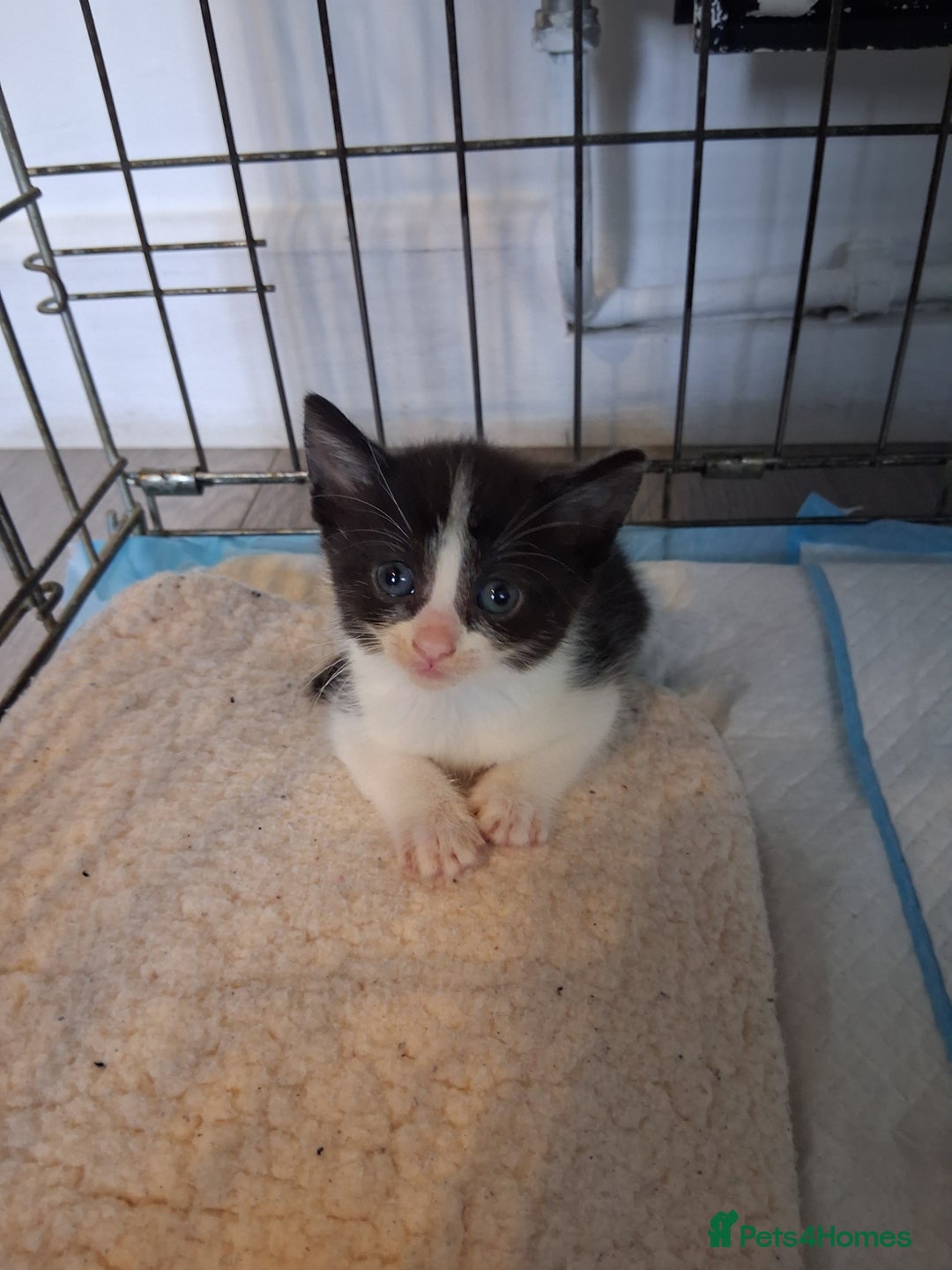 Mixed Breed cats for sale: 6 Stunning Kittens  - Image 6