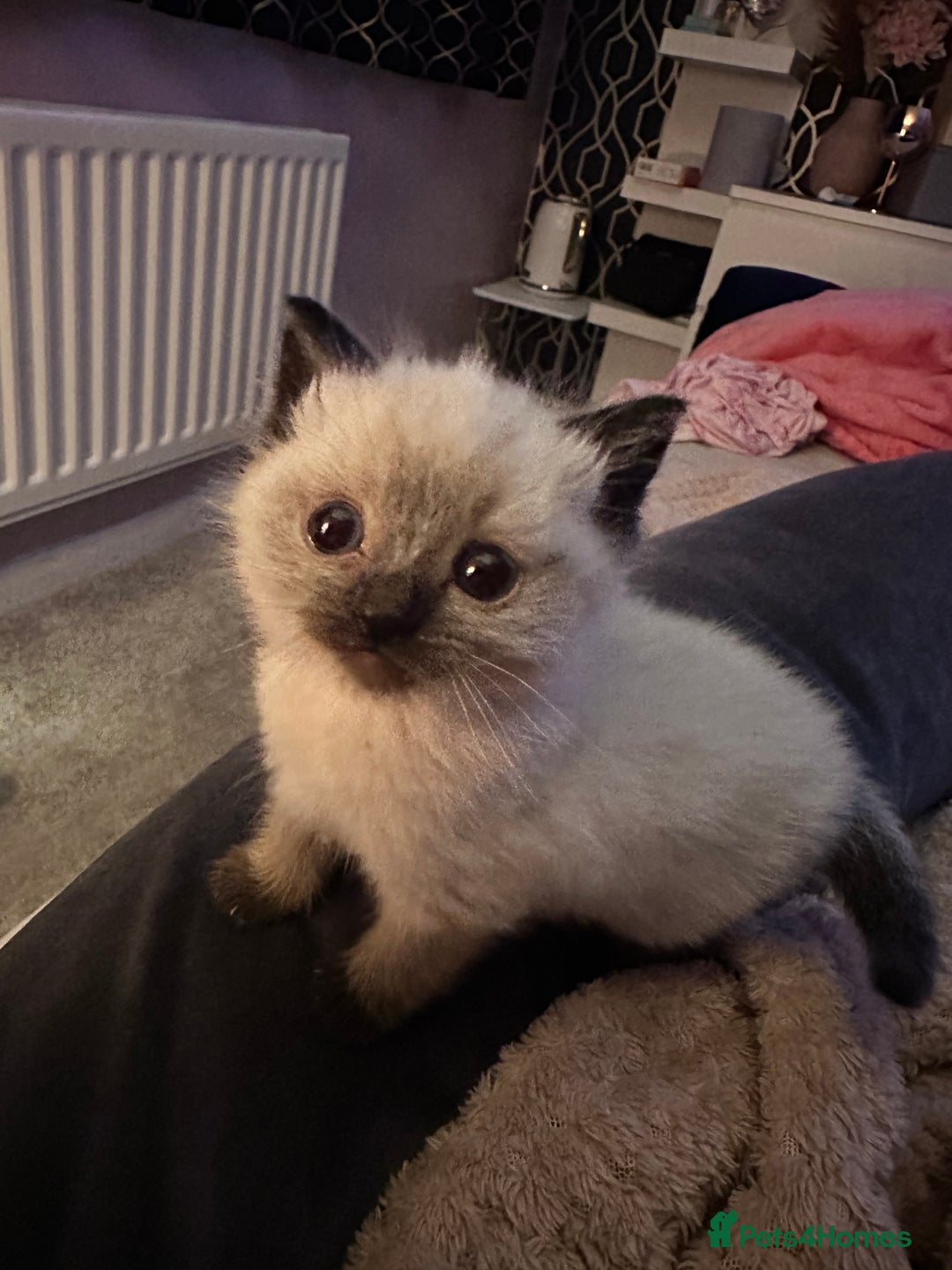 Ragdoll cats for sale: Two beautiful playful ragdolls ready now - Image 6