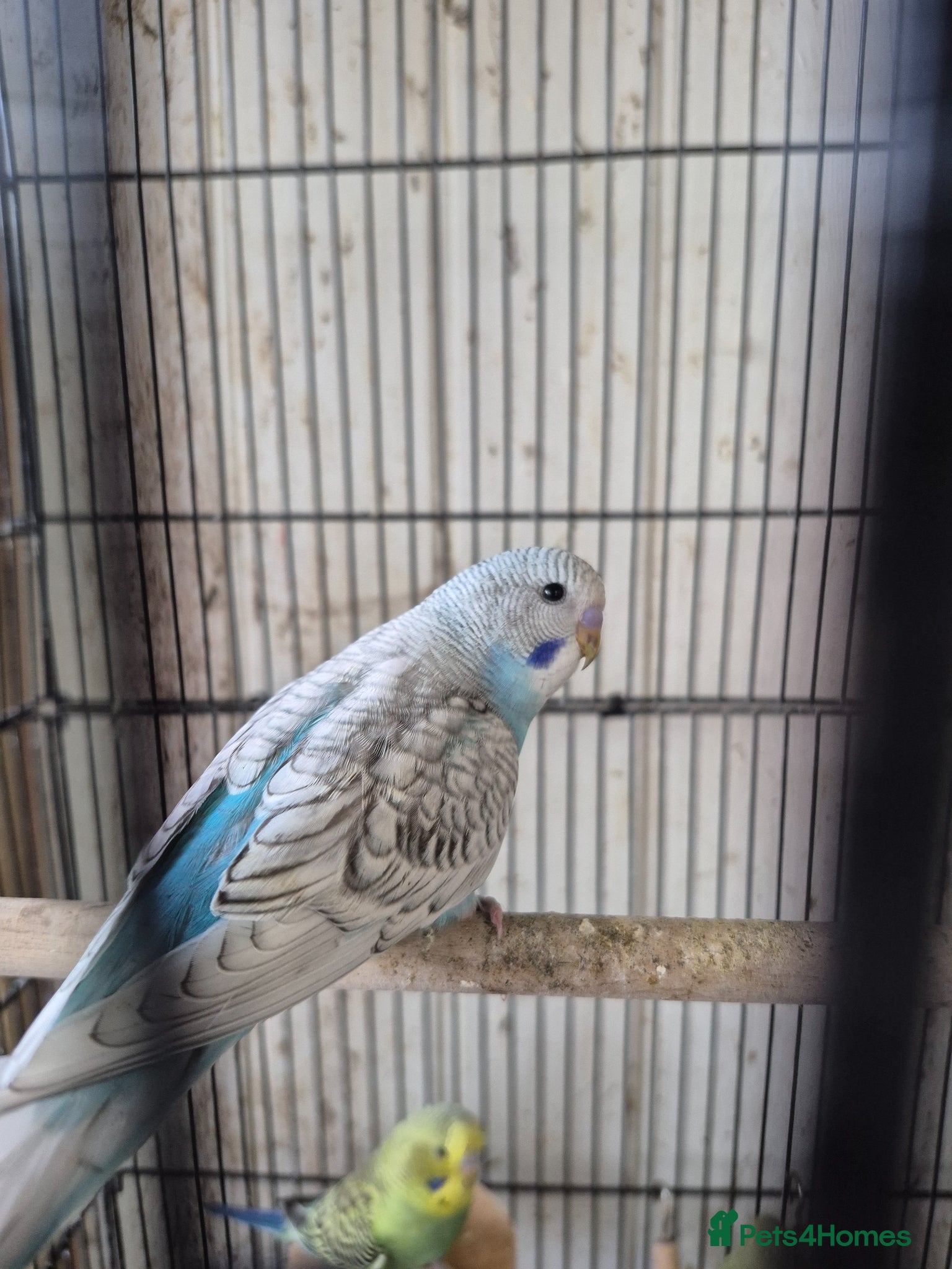 Budgerigars birds Baby budgies - Advert 9