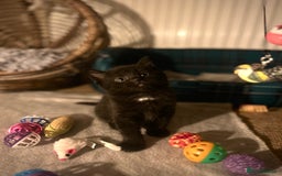 Mixed Breed cats for sale: 2 kittens available  - Advert 2