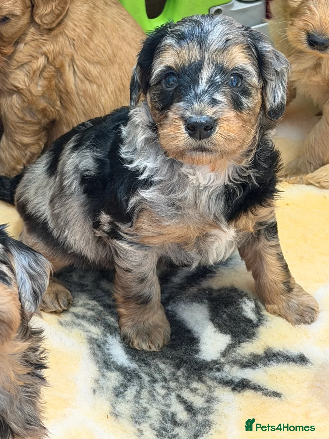 Mini Goldendoodle dogs for sale: Extensively health tested F1 goldendoodle puppies  - Advert 35