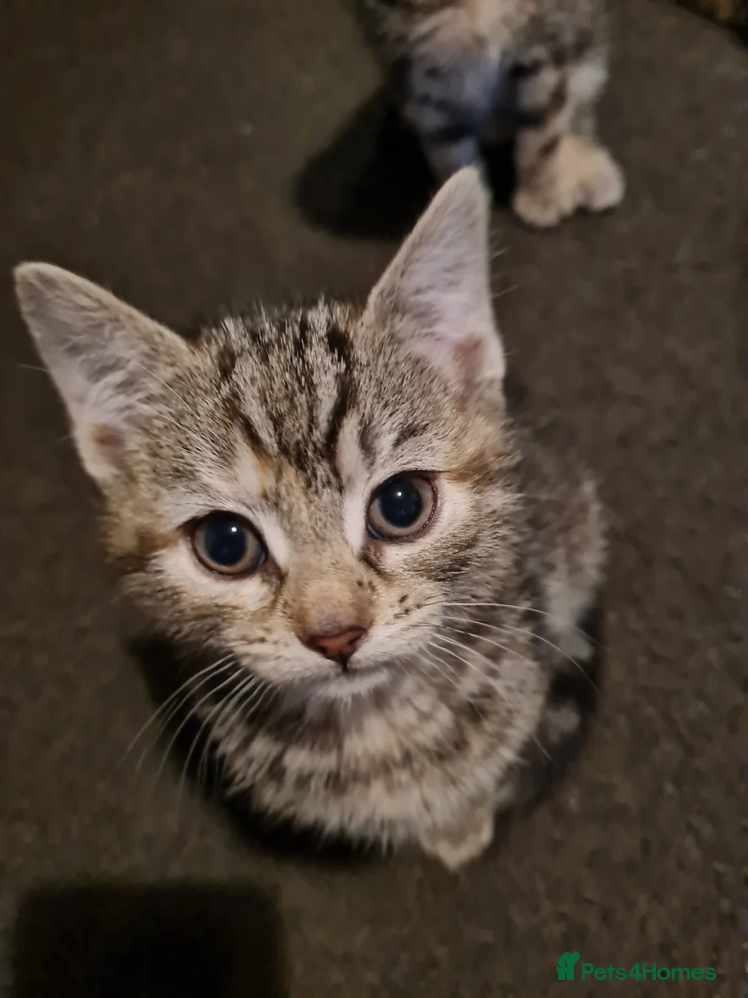 Mixed Breed cats for sale: Beautiful 8 week old kittens - Advert 7