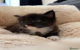 European cats for sale: Hope🐱 - Image 5