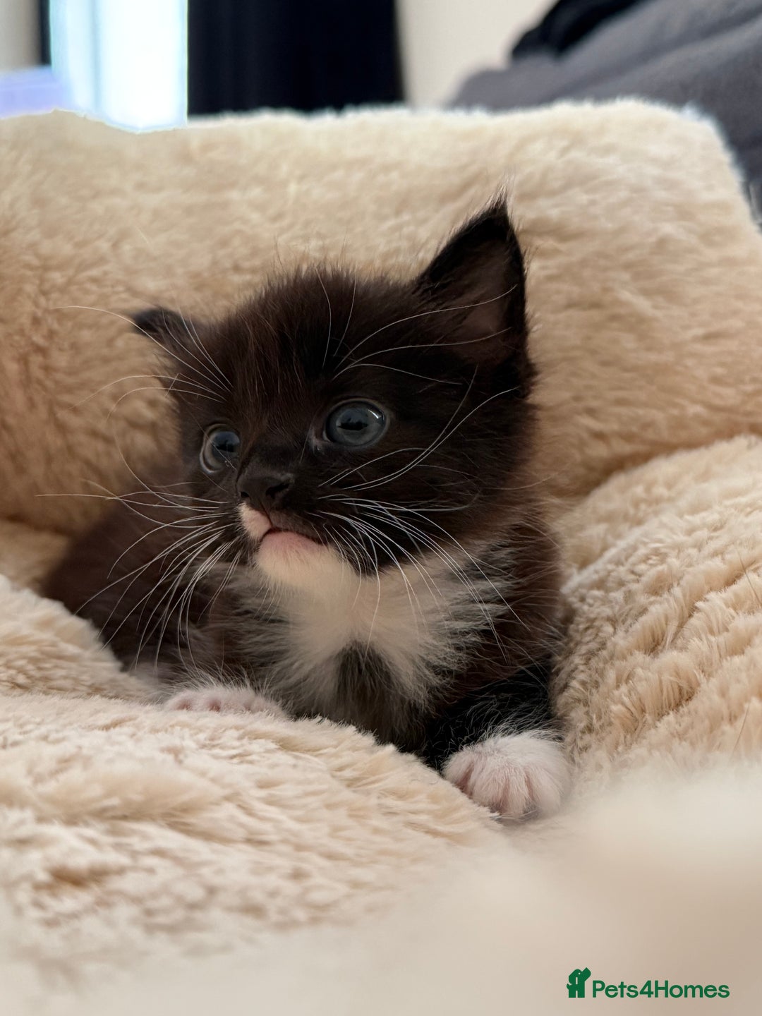European cats for sale: Hope🐱 - Image 5