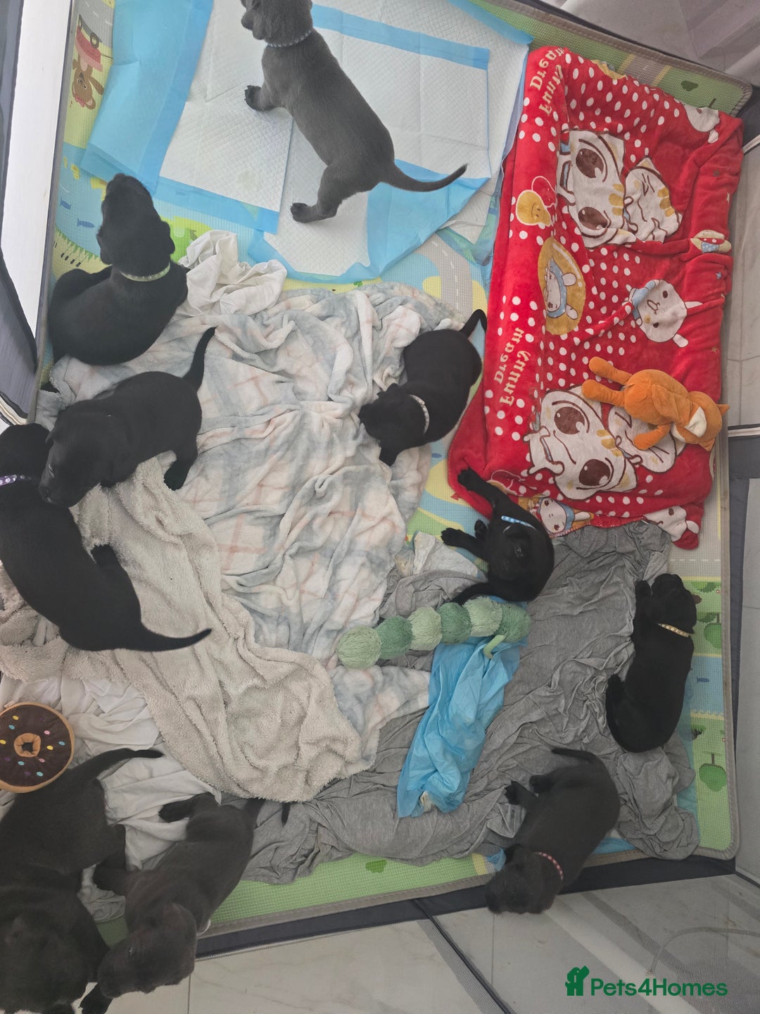 Cane Corso dogs for sale: Cane corso puppies rehom - Image 5
