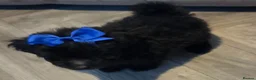 Pomapoo dogs for sale: Beautiful pomapoos - Advert 23