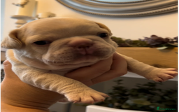 French Bulldog dogs for sale: French Bulldog Puppies - 1 Boy & 3 Girls - Image 5