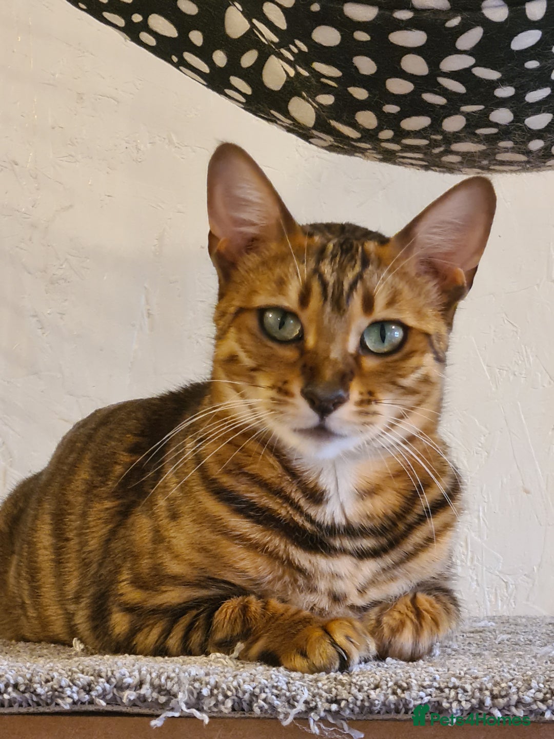 Toyger cats for sale: Super Loving Female Toyger (Spayed) - Image 3