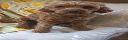 Maltipoo dogs for sale: Maltipoo puppies  - Advert 12