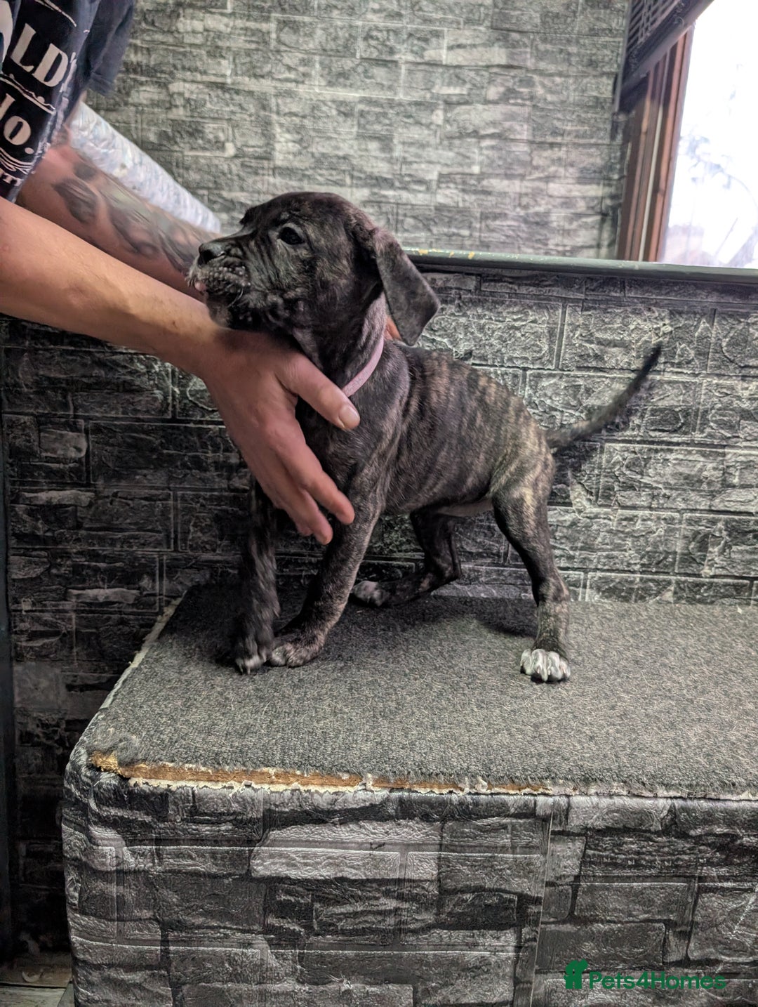 Cane Corso dogs for sale: Cane corso puppies  - Advert 15