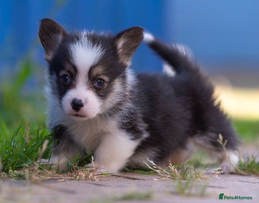 Welsh Corgi Pembroke dogs Show quality Pembrokeshire corgi - Advert 3