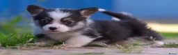 Welsh Corgi Pembroke dogs for sale: Show quality Pembrokeshire corgi READY NOW!!! - Advert 7