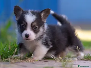 Welsh Corgi Pembroke dogs Show quality Pembrokeshire corgi - Advert 3