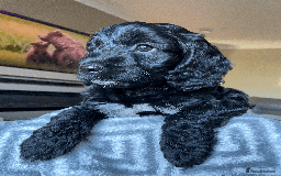 Cockapoo dogs for sale: Beautiful Thick coated Fluffy F1 Toy Cockapoo pups - Advert 20