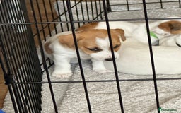 Jack Russell dogs for sale: Jack Russell Pups - Image 5