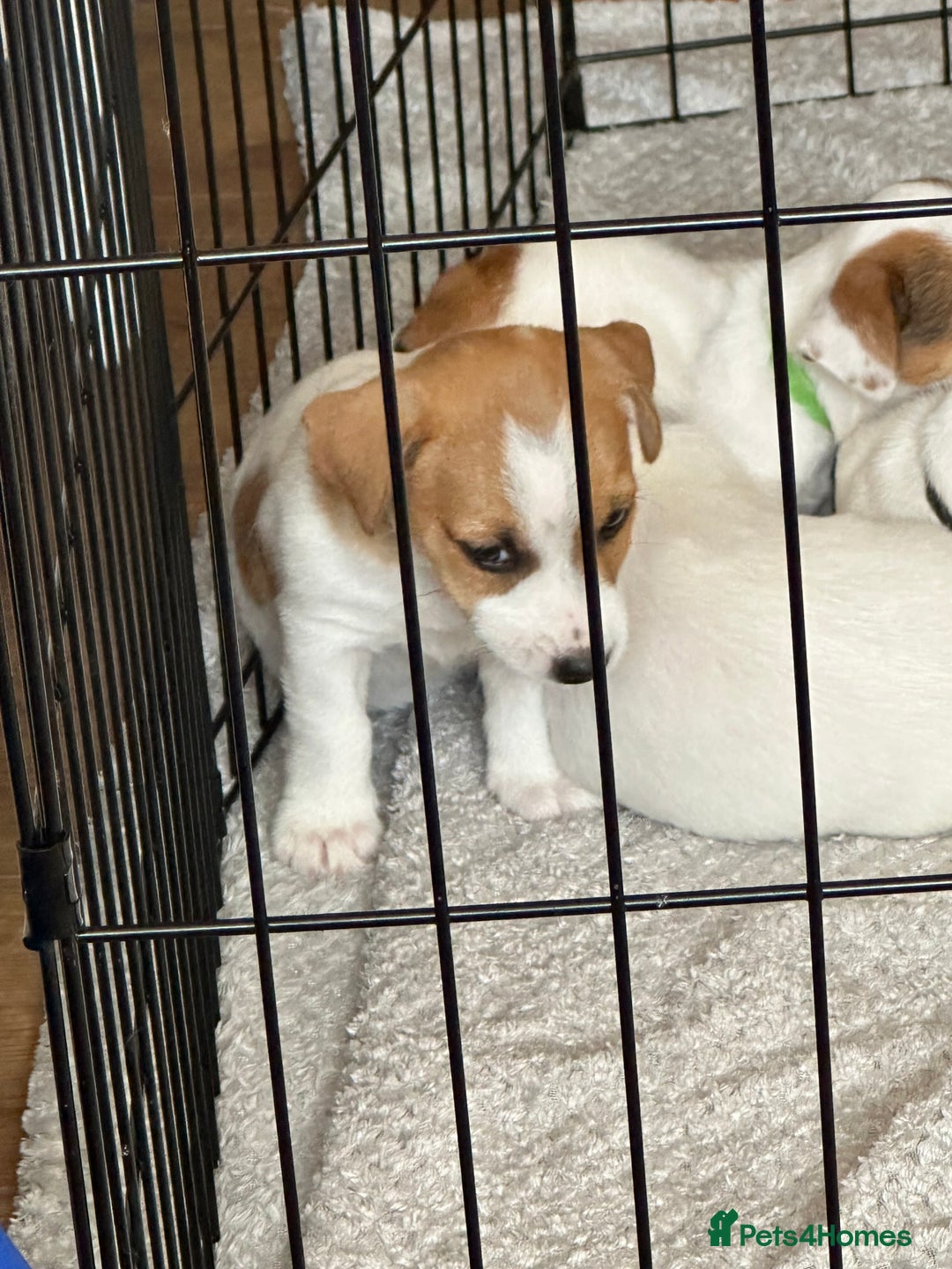 Jack Russell dogs for sale: Jack Russell Pups - Image 5