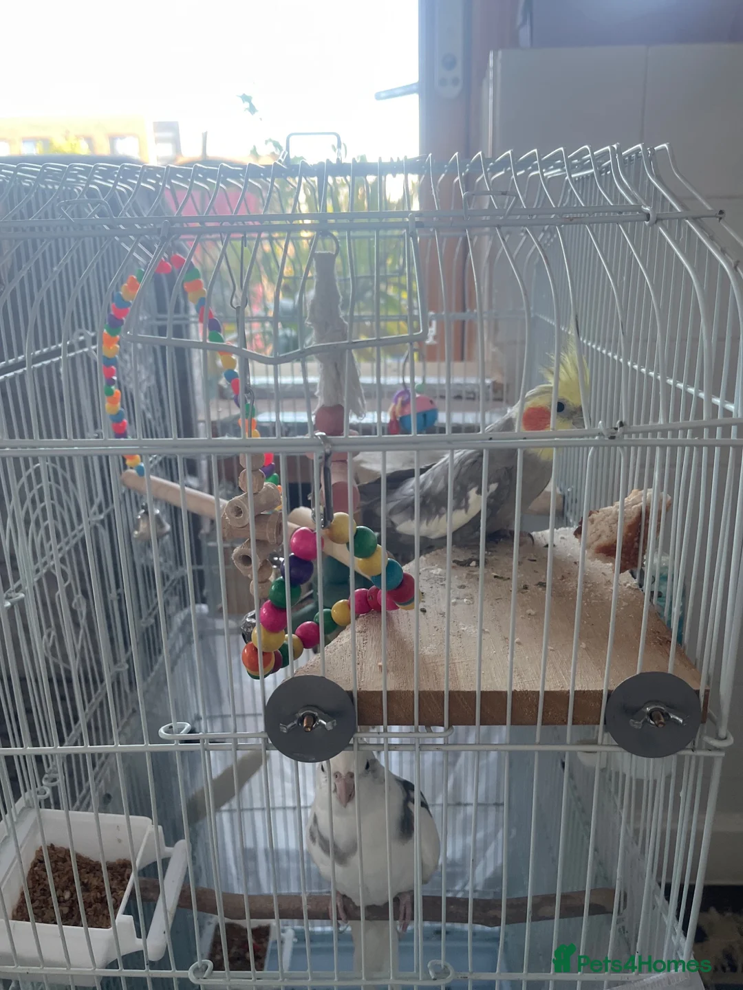 Cockatiels birds for sale: Two lovely breeding cockatiels for sale  - Advert 2