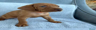 Hungarian Vizsla 10 Orange