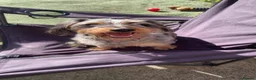 Mixed Breed dogs for sale: Beautiful Poochi Datzu Puppies  - Advert 2